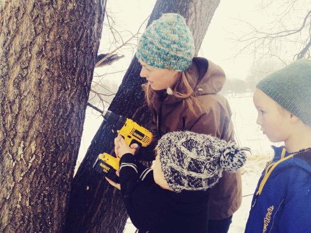 Maple tapping with kids