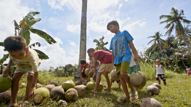 Superfood Chain coconut growers