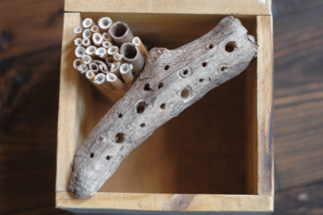 Drill tiny holes in wood for solitary bees to nest in