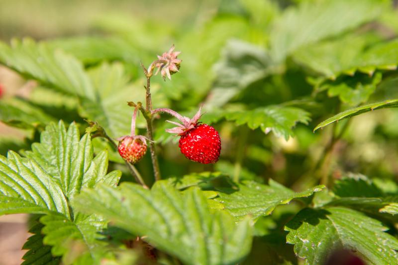 Create a Forage Garden in Your Own Back Yard | EcoParent magazine