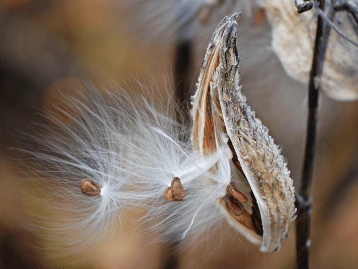 How Wild Seeds Disperse | EcoParent magazine